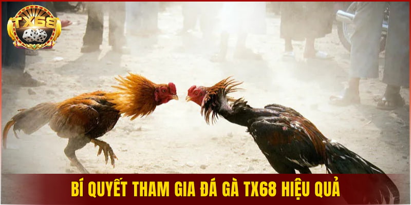 Bí quyết tham gia đá gà TX68 hiệu quả