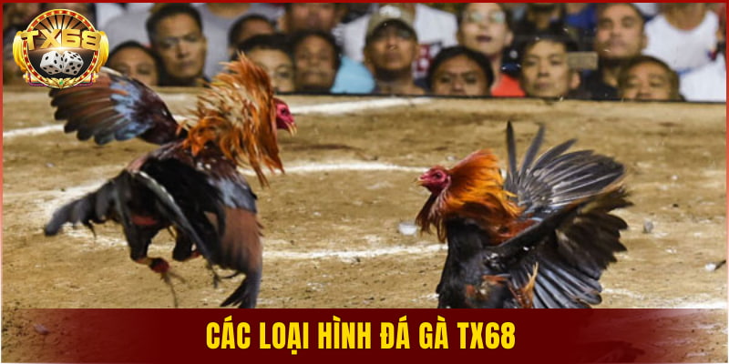 Các loại hình đá gà TX68 